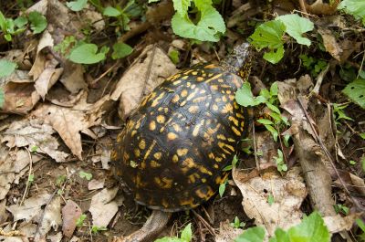 easternboxturtle-shenandoahnp-va-wikipedia