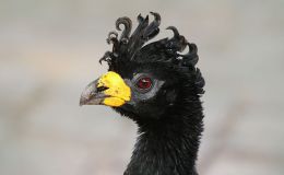 Sunday Inspiration –&nbsp;Curassows