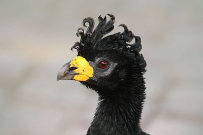 Bare-faced Curassow (Crax fasciolata) ©WikiC