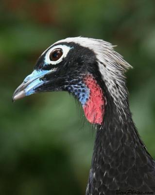 Black-fronted Piping Guan (Pipile jacutinga) ©BirdPhotos.com