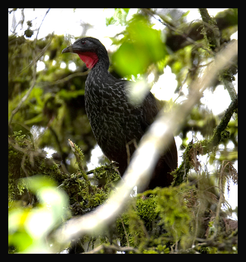 Cauca Guan (Penelope perspicax) by Robert Scanlon