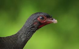 Sunday Inspiration –&nbsp;Chachalacas