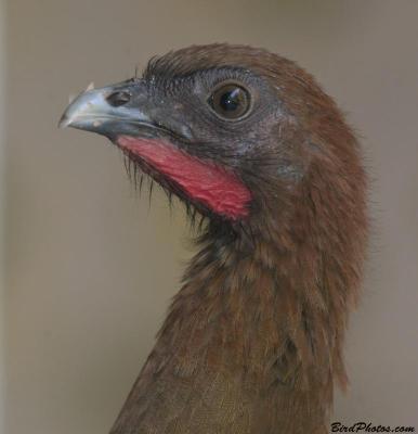Chestnut-winged Chachalaca (Ortalis garrula) close-up ©BirdPhotos.com