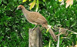 Lee’s Five Word Friday –&nbsp;1/20/17