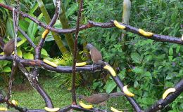 Lee’s Four Word Thursday –&nbsp;1/19/17