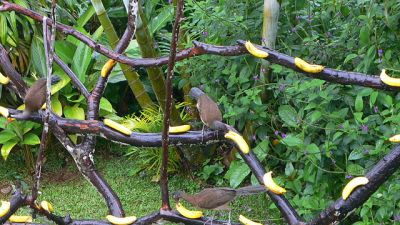 Chestnut-winged Chachalaca (Ortalis garrula) ©WikiC