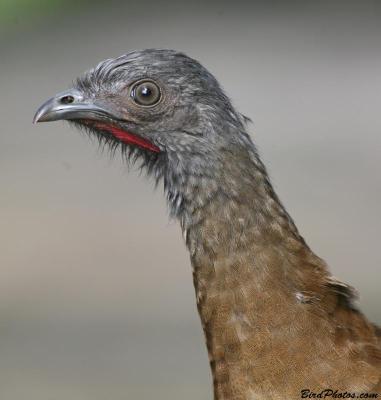Grey-headed Chachalaca (Ortalis cinereiceps) Close-up ©BirdPhotos.com