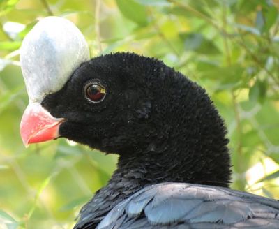 Helmeted Curassow (Pauxi pauxi pauxi) Northern - Peggy ©WikiC Denveri Zoo