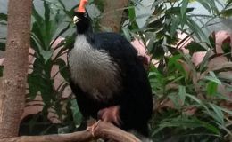 Sunday Inspiration –&nbsp;Guans