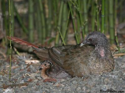Little Chachalaca (Ortalis motmot) ©BirdPhotos.com
