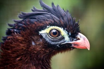 Nocturnal Curassow (Nothocrax urumutum) ©WikiC