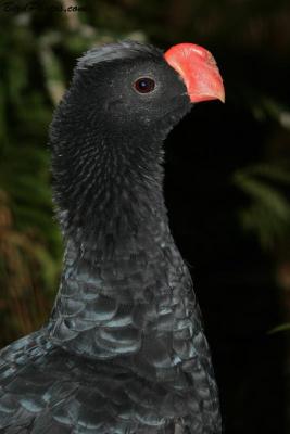 gal-crac-razor-billed-curassow-mitu-tuberosum-birdphotos-com