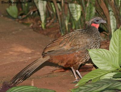 Rusty-margined Guan (Penelope superciliaris) ©BirdPhotos.com