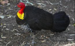 Sunday Inspiration – Megapodiidae&nbsp;Family