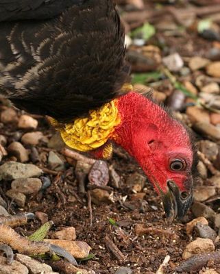 Australian Brushturkey (Alectura lathami lathami) ©WikiC