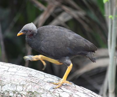 Melanesian Megapode (Megapodius eremita) ©WikiC