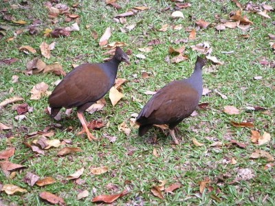 Orange-footed Scrubfowl (Megapodius reinwardt) by Felix©©