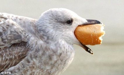 Gull With Bread ©DailyMail UK