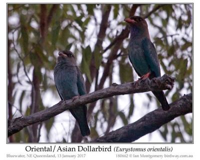 pas-dollarbird