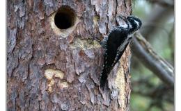 Ian’s Bird of the Week – (Eurasian) Three-toed&nbsp;Woodpecker