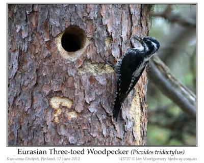 pic-pici-eurasian-three-toed-woodpecker-picoides-dorsalis-by-ian-5