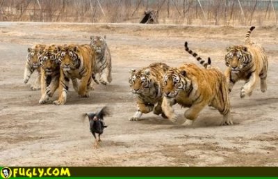 tigers_chasing_a_bird