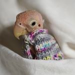 Rhea, The Featherless [bald]&nbsp;Lovebird