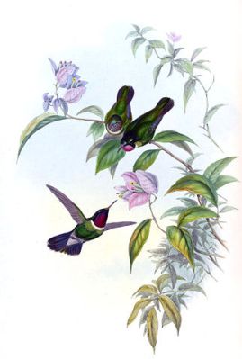 Longuemare's Sunangel (Heliangelus clarisse) ©Drawing WikiC