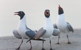 Lee’s Four Word Thursday –&nbsp;3/2/17