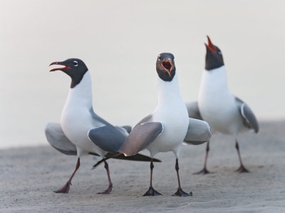Laughing Gull (Leucophaeus atricilla) displaying ©Birdsasart