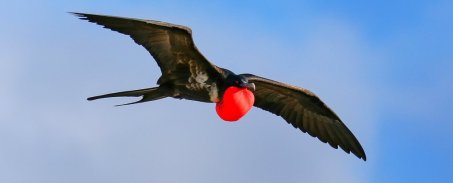 FrigateBird©Sciencealert