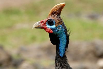 Helmeted Guineafowl (Numida meleagris) ©WikiC