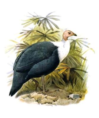 White-breasted Guineafowl (Agelastes meleagrides) ©DrawingWikiC