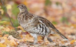 Sunday Inspiration – Pheasants and Allies&nbsp;I