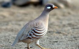 Sunday Inspiration – Pheasants and Allies&nbsp;II