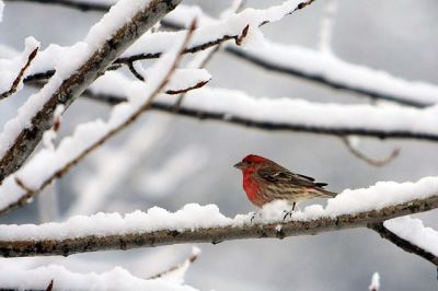 House Finch in Snow ©WikiC