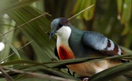 Give Thanks – Bleeding-heart&nbsp;Dove