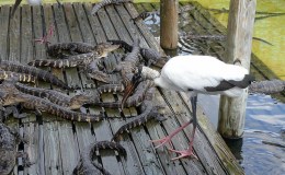 Lee’s Six Word Saturday –&nbsp;2/4/17