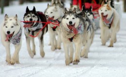 Celebrating the Life-Saving Heroism of Alaskan Dog Mushers (and their Sled Dogs) –&nbsp;Repost