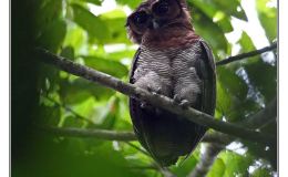 Ian’s Bird of the Week – Brown Wood&nbsp;Owl
