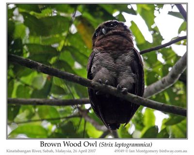 Brown Wood Owl (Strix leptogrammica) by Ian