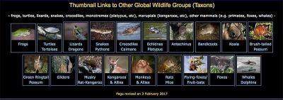 Brown Wood Owl (Strix leptogrammica) by Ian