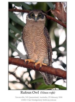 Rufous Owl (Ninox rufa) by Ian