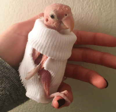 Rhea the featherless Lovebird in a knitted sweater