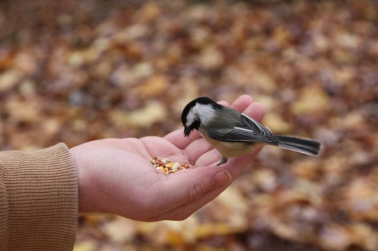 Chickadee Eating From Hand ©Flickr Ted Sakshaug