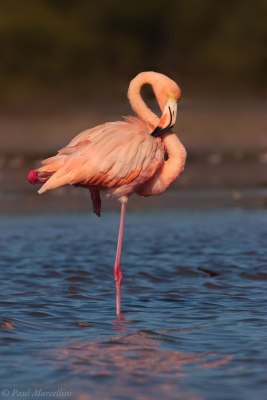 PHOTO CREDIT: Flamingo, posing on 1 leg (Paul Marcellini)