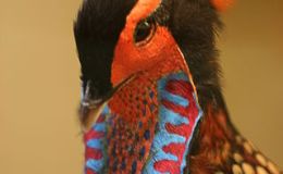 Lee’s Two Word Tuesday – Cabot’s&nbsp;Tragopan