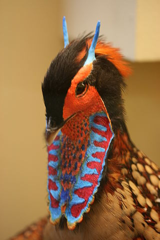 Cabot's Tragopan (Tragopan caboti) Head Feathers ©WikiC