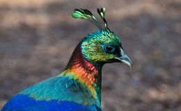 Artistic Birds – Galliformes Order –&nbsp;Monal