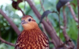 Partridges In Pear Tree – Snoopy’s&nbsp;Version